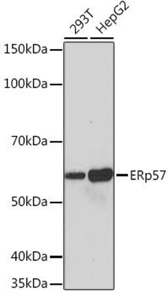 Cell Biology Antibodies 17 Anti-ERp57 Antibody CAB4376