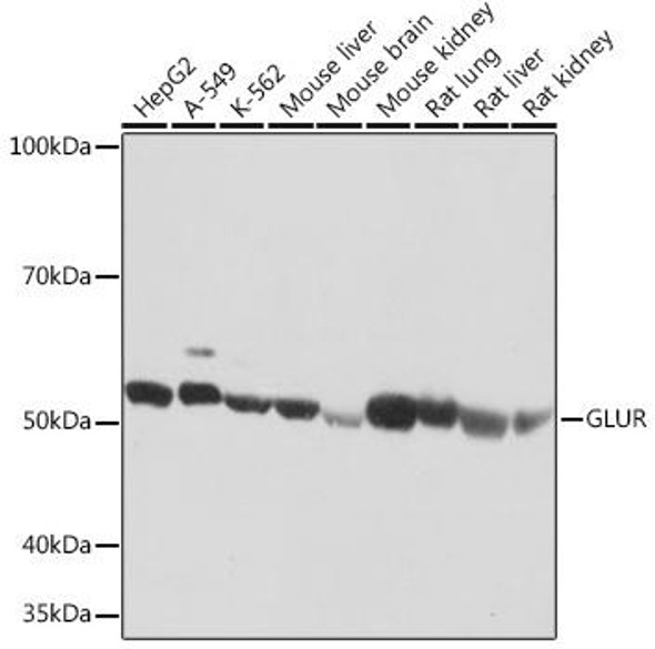 Cell Biology Antibodies 17 Anti-GLUR Antibody CAB4566