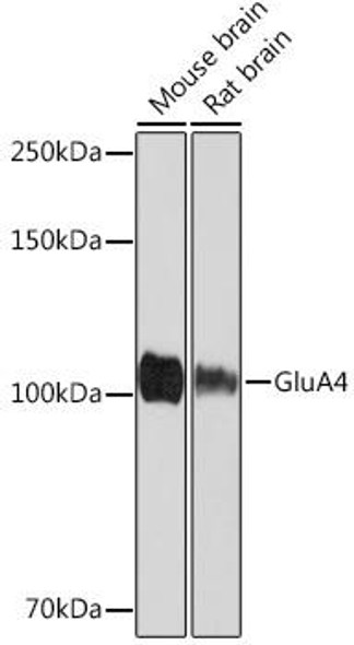 Signal Transduction Antibodies 3 Anti-GluA4 Antibody CAB4593