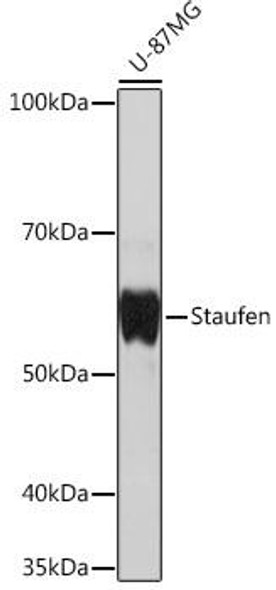 Immunology Antibodies 3 Anti-Staufen Antibody CAB4619