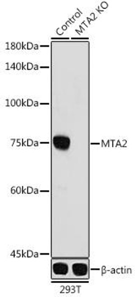 KO Validated Antibodies 2 Anti-MTA2 KO Validated Antibody CAB4624