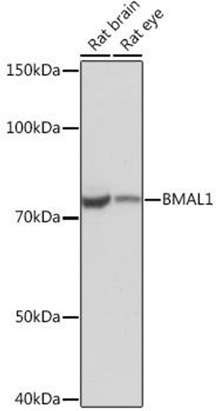Cell Biology Antibodies 15 Anti-BMAL1 Antibody CAB4714
