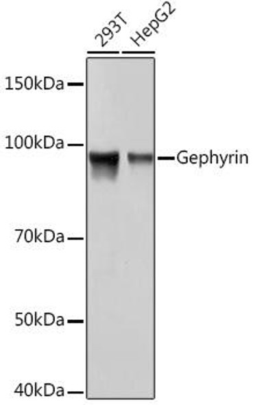 Metabolism Antibodies 3 Anti-Gephyrin Antibody CAB4729