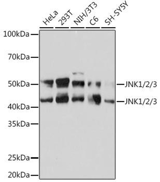 Cell Biology Antibodies 17 Anti-JNK1/2/3 Antibody CAB4867