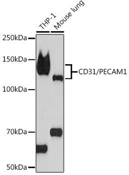 Cell Biology Antibodies 17 Anti-CD31/PECAM1 Antibody CAB4900