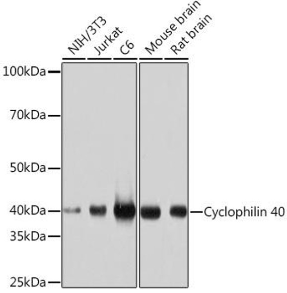 Cell Death Antibodies 2 Anti-Cyclophilin 40 Antibody CAB5097