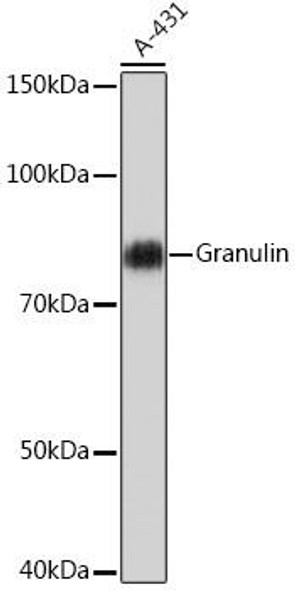 Cell Biology Antibodies 17 Anti-Granulin Antibody CAB5124