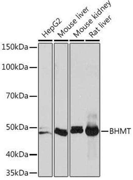 Cell Biology Antibodies 17 Anti-BHMT Antibody CAB5134