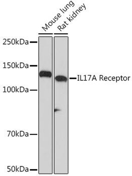 Cell Biology Antibodies 17 Anti-IL-17A Receptor Antibody CAB5163