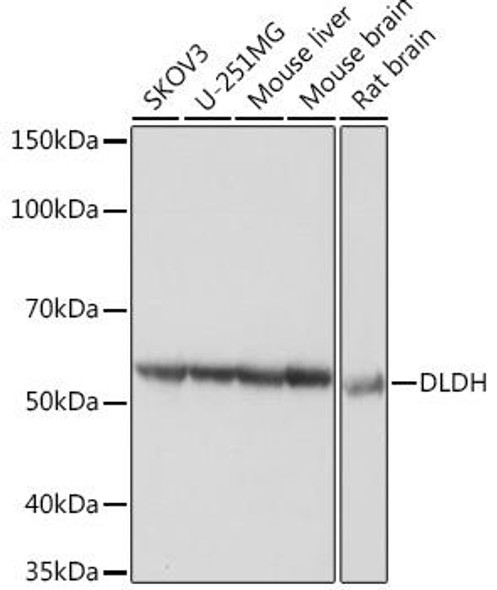 Cell Biology Antibodies 17 Anti-DLDH Antibody CAB5220