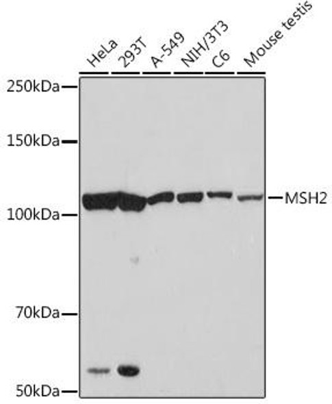 Epigenetics and Nuclear Signaling Antibodies 5 Anti-MSH2 Antibody CAB8740