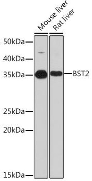 Immunology Antibodies 3 Anti-BST2 Antibody CAB8839