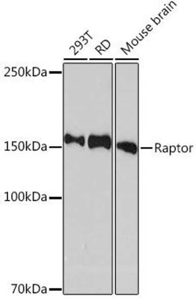 Immunology Antibodies 3 Anti-Raptor Antibody CAB8992