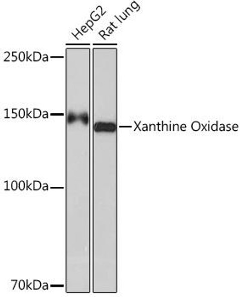 Cell Biology Antibodies 17 Anti-Xanthine Oxidase Antibody CAB9022