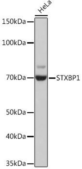 Cell Biology Antibodies 17 Anti-STXBP1 Antibody CAB9309