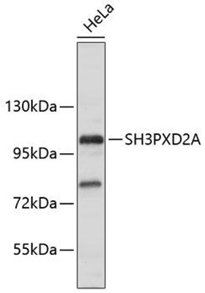 Cell Biology Antibodies 15 Anti-SH3PXD2A Antibody CAB9363