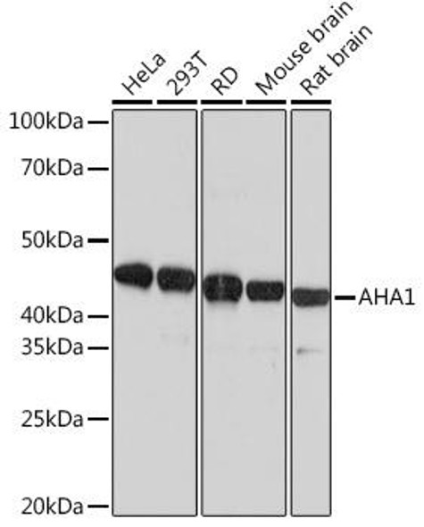 Immunology Antibodies 3 Anti-AHA1 Antibody CAB9538