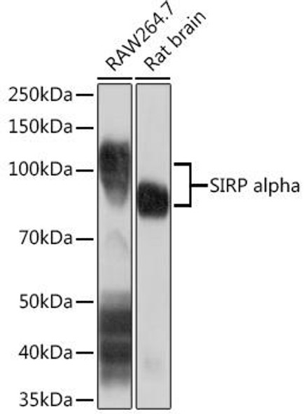 Cell Biology Antibodies 17 Anti-SIRP alpha Antibody CAB9545