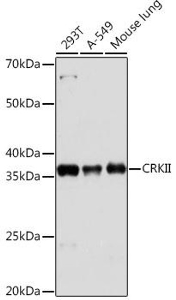 Cell Biology Antibodies 17 Anti-CRKII Antibody CAB9577