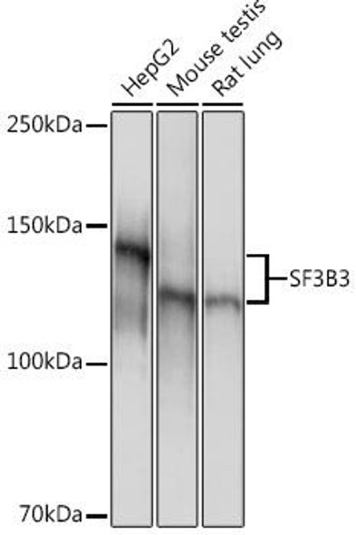 Epigenetics and Nuclear Signaling Antibodies 5 Anti-SF3B3 Antibody CAB9624