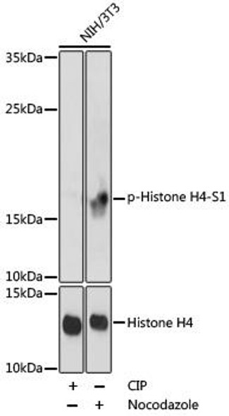 Cell Biology Antibodies 17 Anti-Phospho-Histone H4-S1 Antibody CABP0901