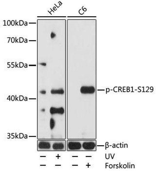 Cell Biology Antibodies 17 Anti-Phospho-CREB1-S129 Antibody CABP0903