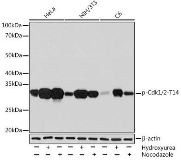 Cell Biology Antibodies 15 Anti-Phospho-Cdk1/2-T14 Antibody CABP1001