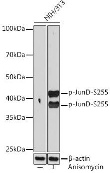 Epigenetics and Nuclear Signaling Antibodies 5 Anti-Phospho-JunD-S255 Antibody CABP1142