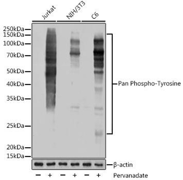 Cell Biology Antibodies 15 Anti-Pan Phospho-Tyrosine Antibody CABP1162