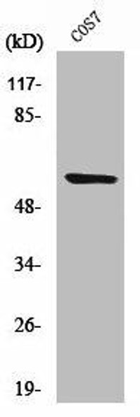 Cleaved-MMP15 Y132 Antibody PACO00034