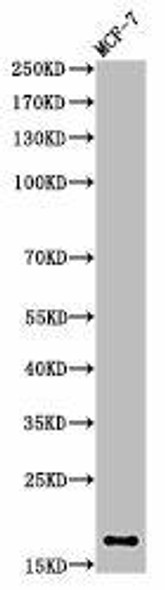 Di-Methyl-Histone H3 K5 Antibody PACO00063