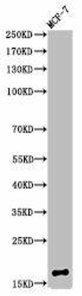 Mono-Methyl-Histone H3 K80 Antibody PACO00064