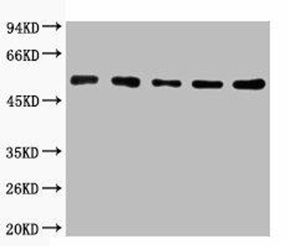 TUBA1A/TUBA1B Antibody PACO00086