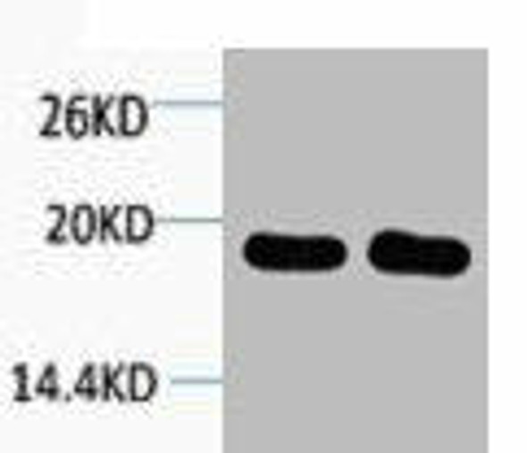 Histone H1 Antibody PACO00104