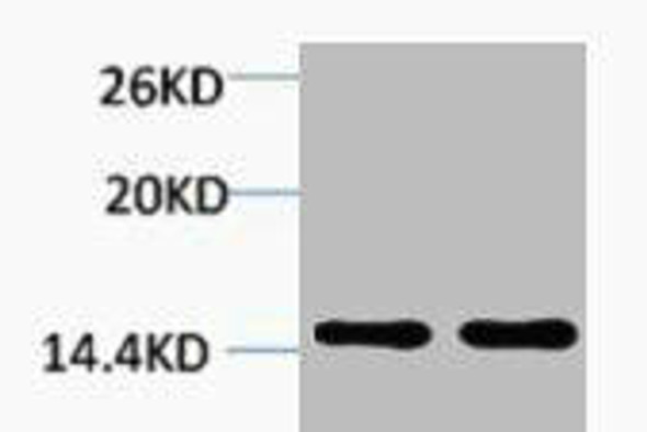 Di-Methyl-Histone H2B Lys43 Antibody PACO00148