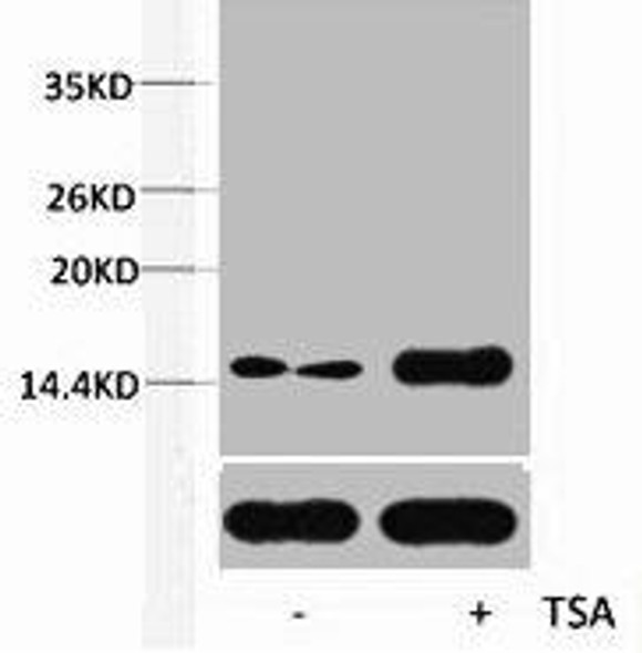 Acetyl-Histone H2B Lys12 Antibody PACO00159
