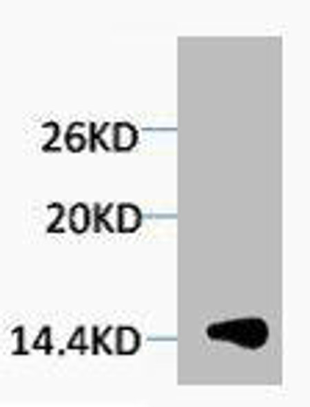 Tri-Methyl-Histone H1 Lys25 Antibody PACO00182