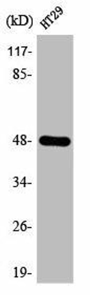 ABHD2 Antibody PACO00357