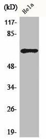 ADCK5 Antibody PACO00372