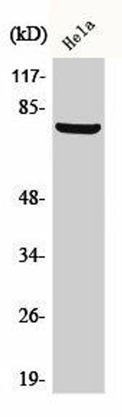 BARD1 Antibody PACO00455