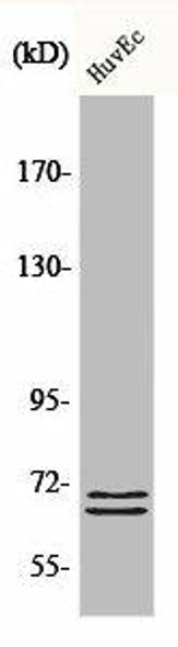 BLNK Antibody PACO00469