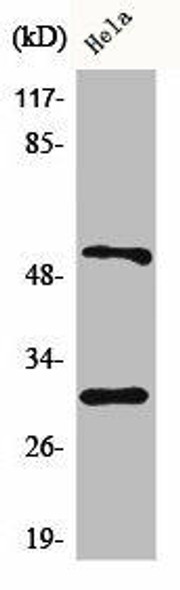 CASP10 Antibody PACO00520