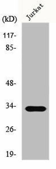 ELOVL1 Antibody PACO00755