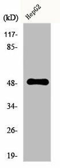 EDNRA Antibody PACO00782