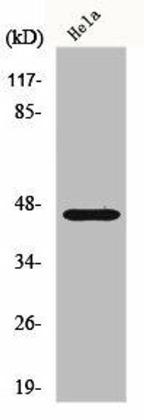 FOXB2 Antibody PACO00817