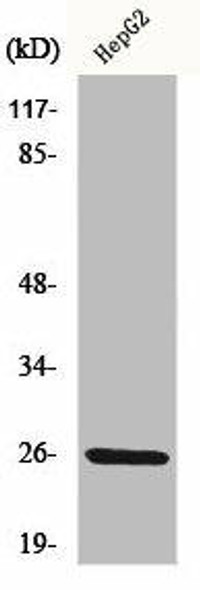 IL32 Antibody PACO00961