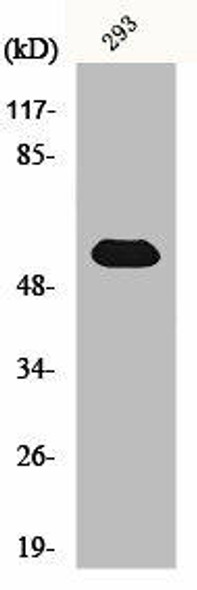 TOR1AIP1 Antibody PACO01013