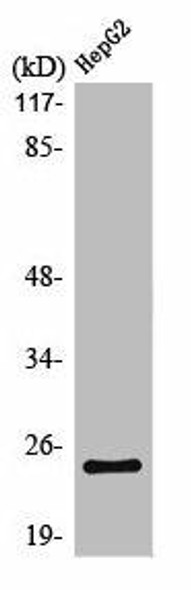 KCNMB4 Antibody PACO01048