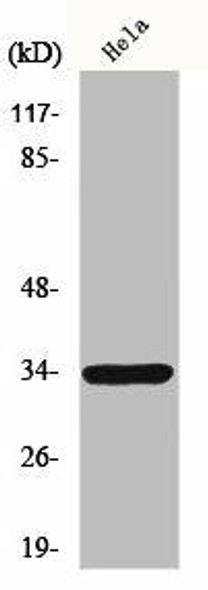 MRGPRE Antibody PACO01084