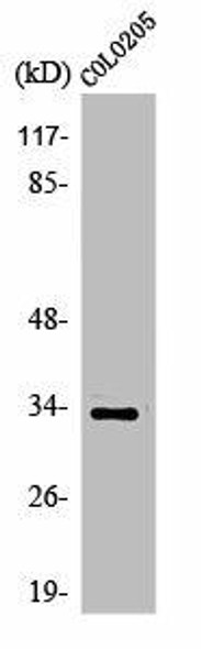 OR56B4 Antibody PACO01247